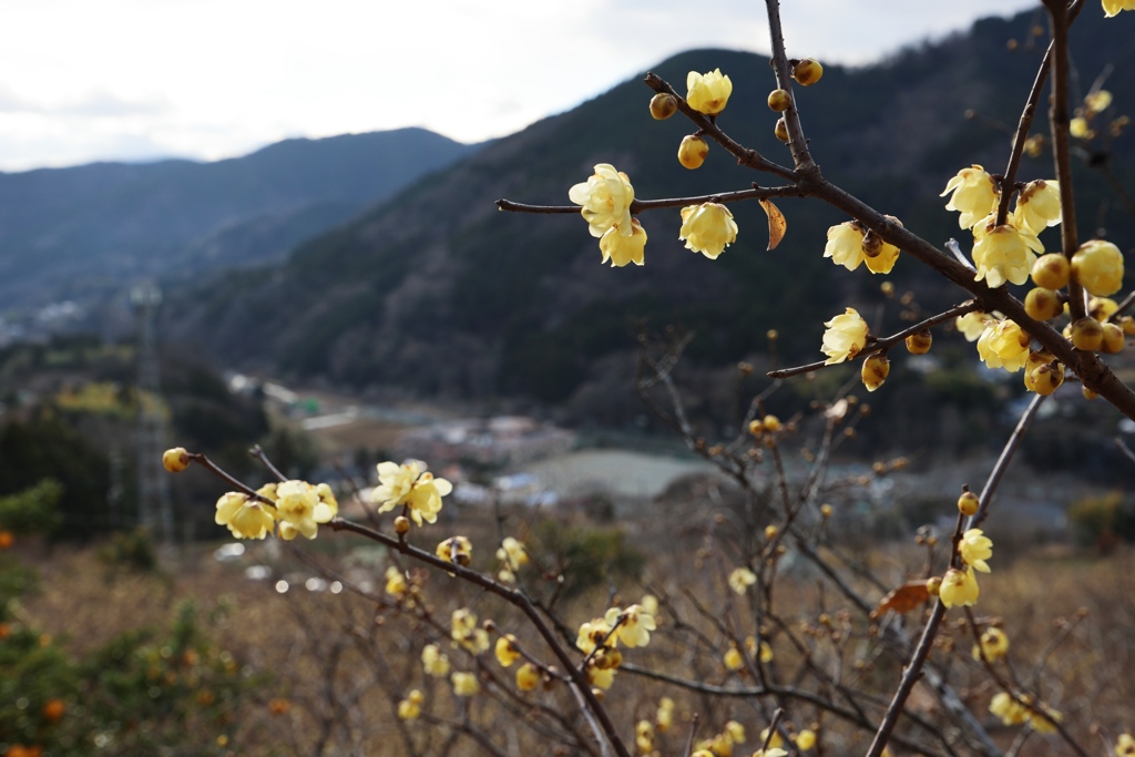 時の流れは止まることなく、また春が来る