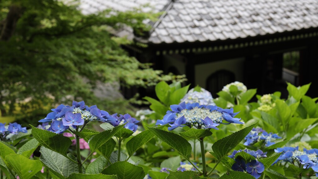 長谷のあじさい（鎌倉）