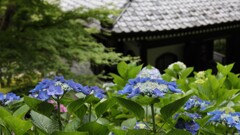長谷のあじさい（鎌倉）