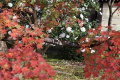 紅葉に埋もれる山茶花