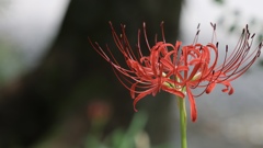 孤高の曼珠沙華