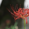 孤高の曼珠沙華