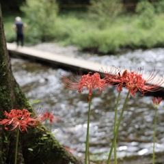 川辺の彼岸花