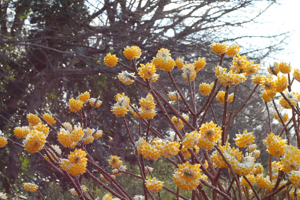 満開のミツマタ