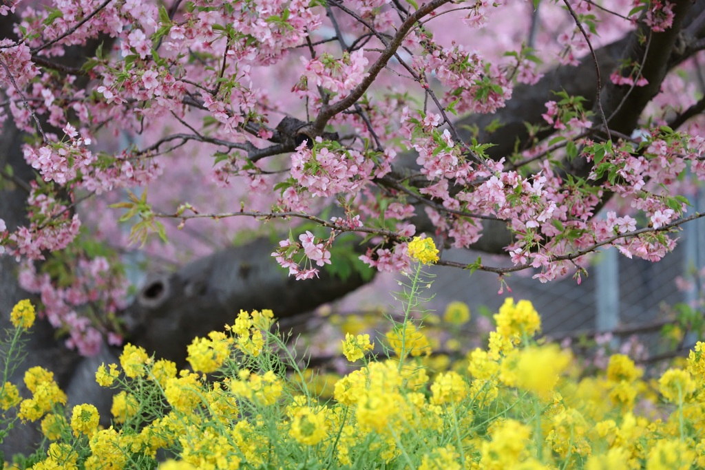 春を探しに　三浦海岸駅近くの河津桜