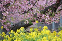 春を探しに　三浦海岸駅近くの河津桜