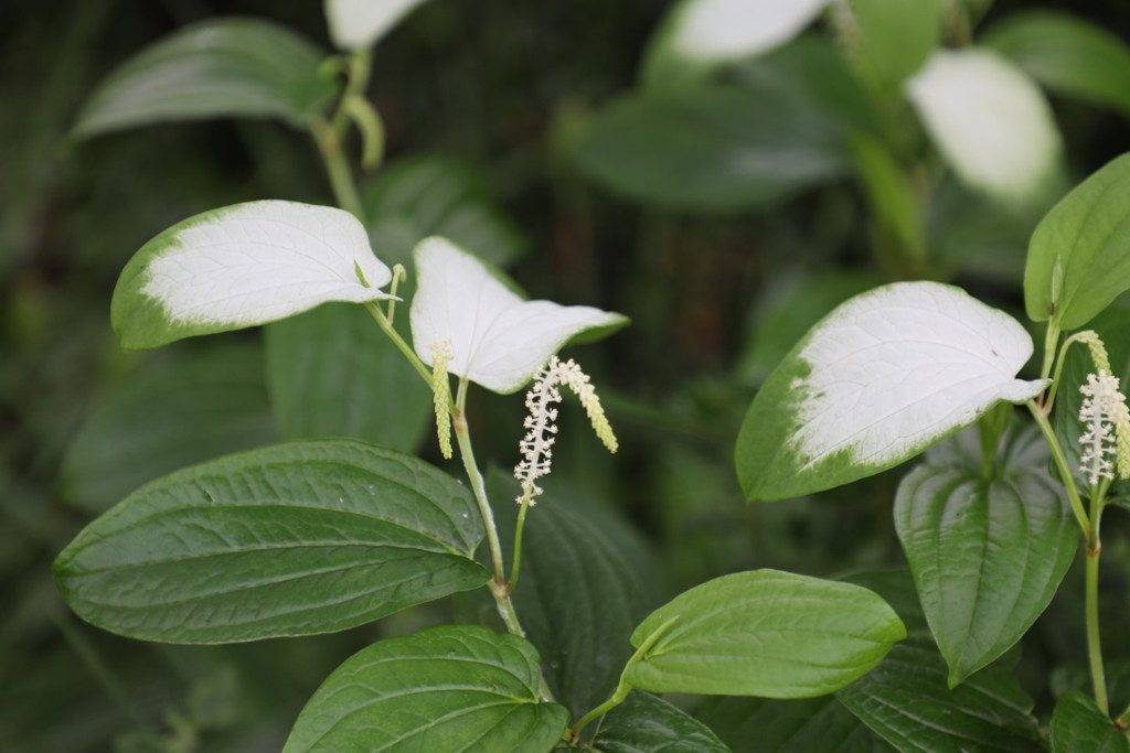 半夏生(はんげしょう)