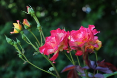 鎌倉文学館の薔薇