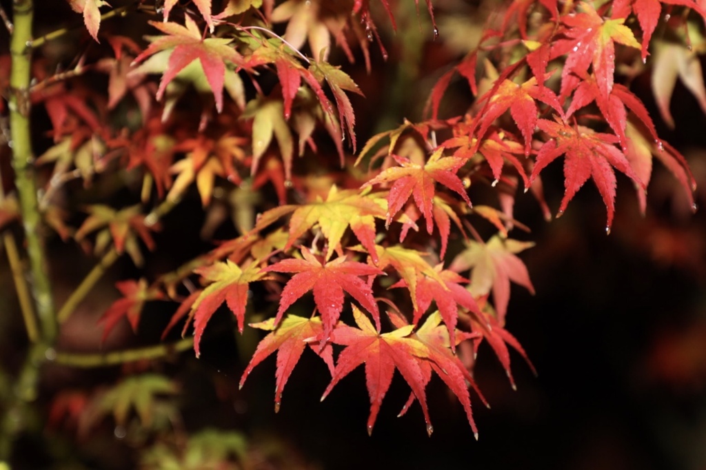 濡れ紅葉
