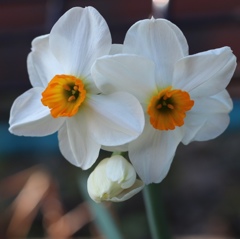 遅ればせながら水仙ですが、宇宙人ではありません。