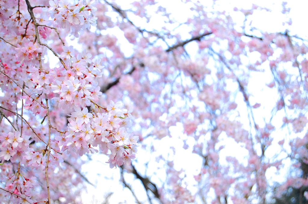 sakura