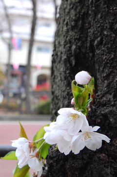 sakura