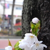 sakura