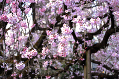 sakura
