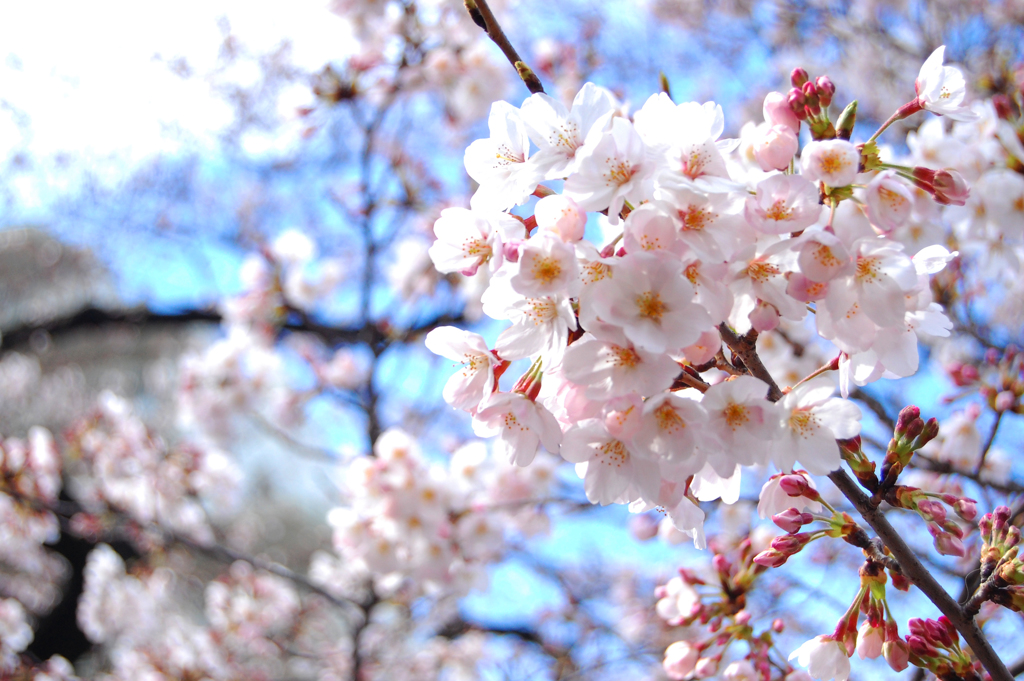 sakura