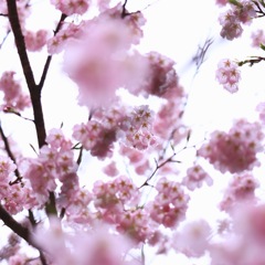 桜降る