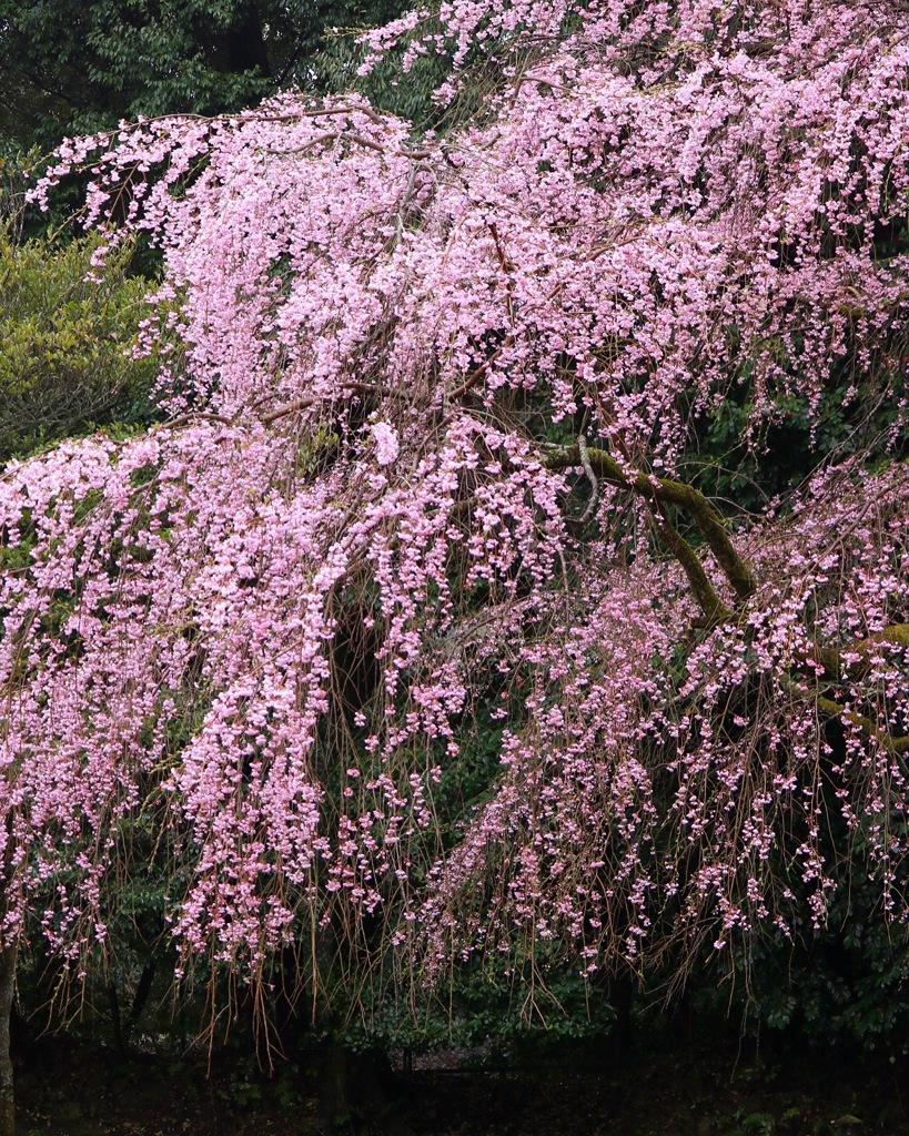 醍醐寺の枝垂れ桜
