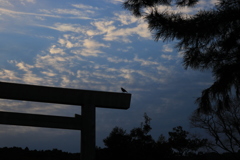 烏と鳥居
