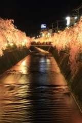 倉津川の枝垂れ桜ライトアップ２０１７