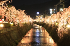 枝垂桜のライトアップ