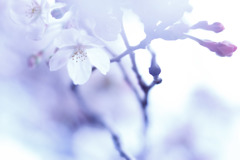 smells like spring