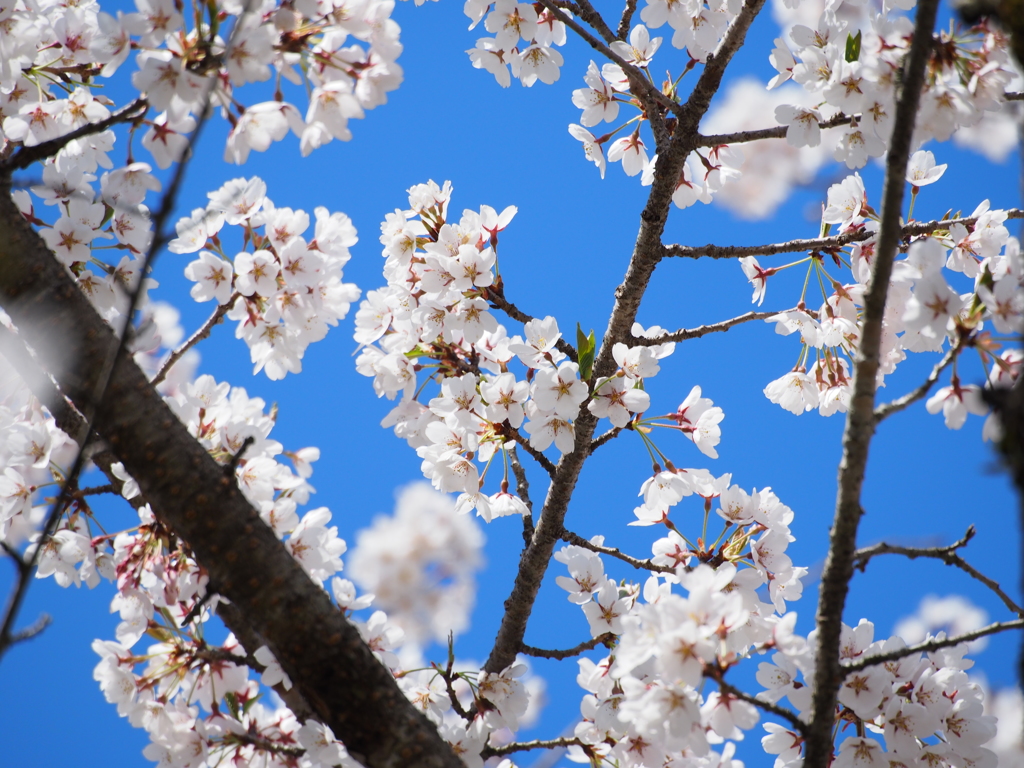 ようやく桜が咲きました