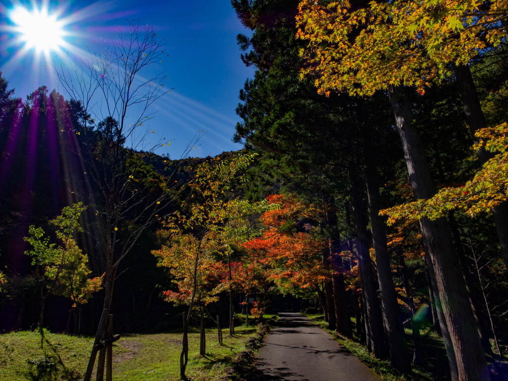 紅葉ってさ