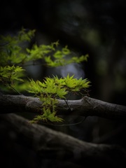 IMG_7566