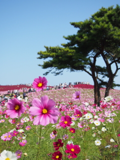 風景 茨城