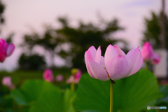 夕方のはすの花