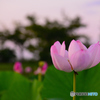 夕方のはすの花
