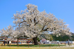 一本桜