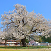 一本桜