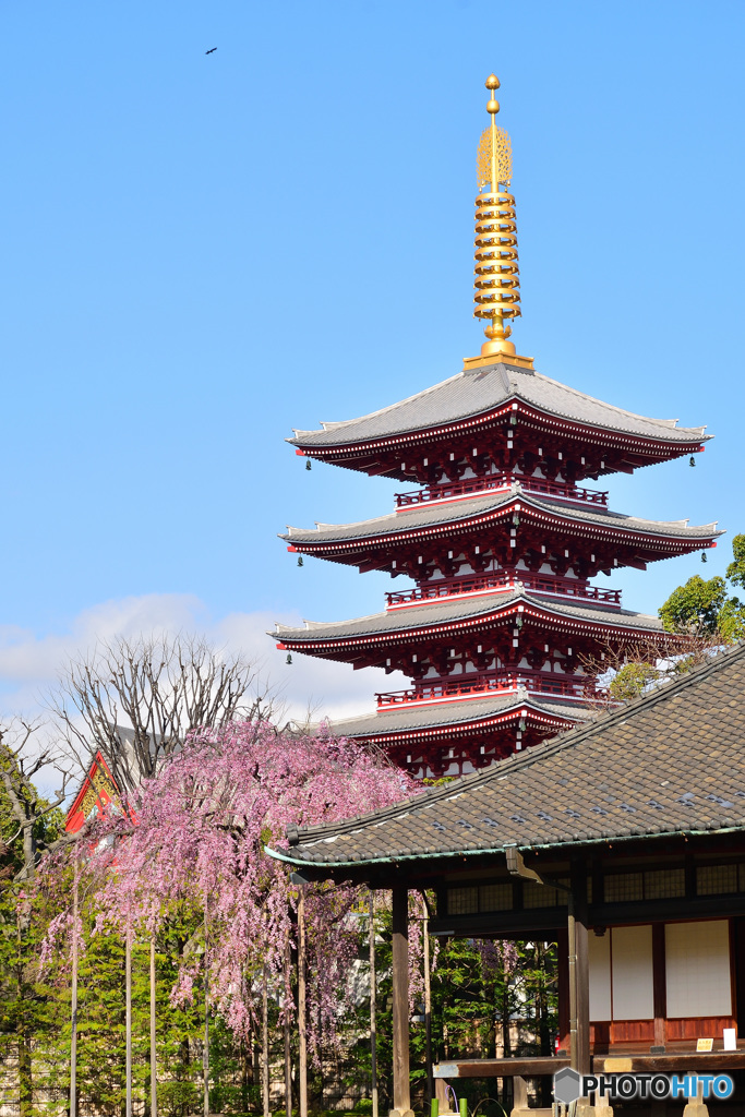 浅草寺の春