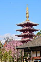 浅草寺の春