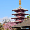 浅草寺の春