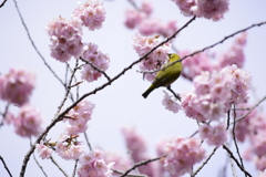 桜とメジロ