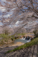 桜咲く十二が滝