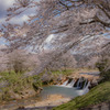 桜咲く十二が滝