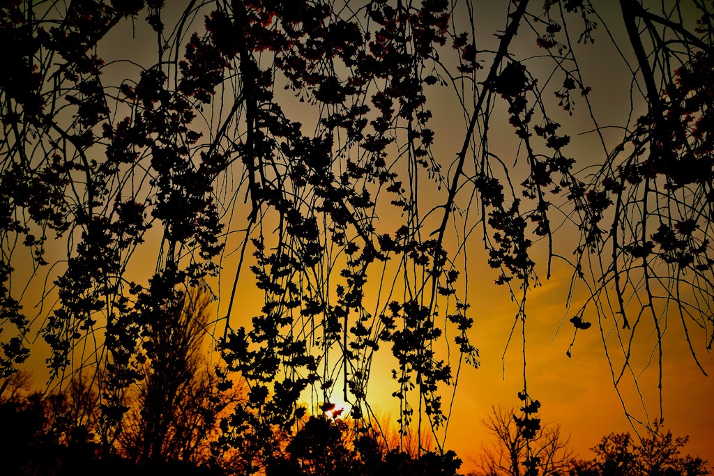 枝垂れ桜越しの夕焼け