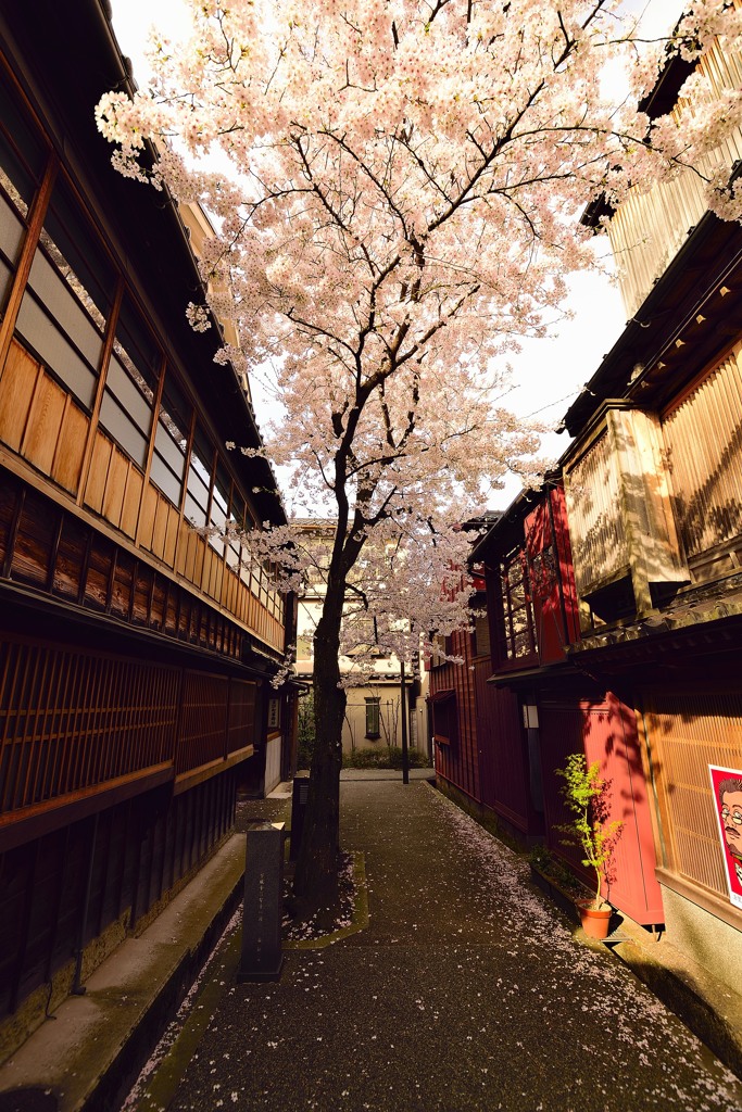 茶屋街に花を広げる