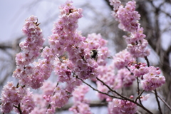 桜とすずめ