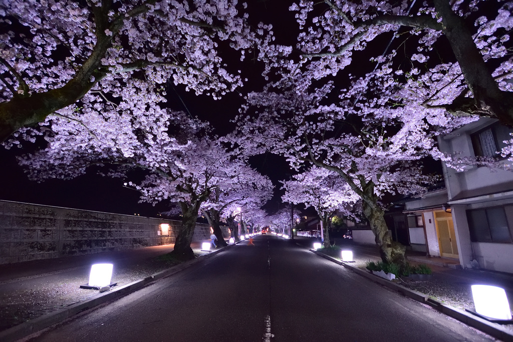 桜ライトアップ