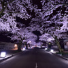 桜ライトアップ