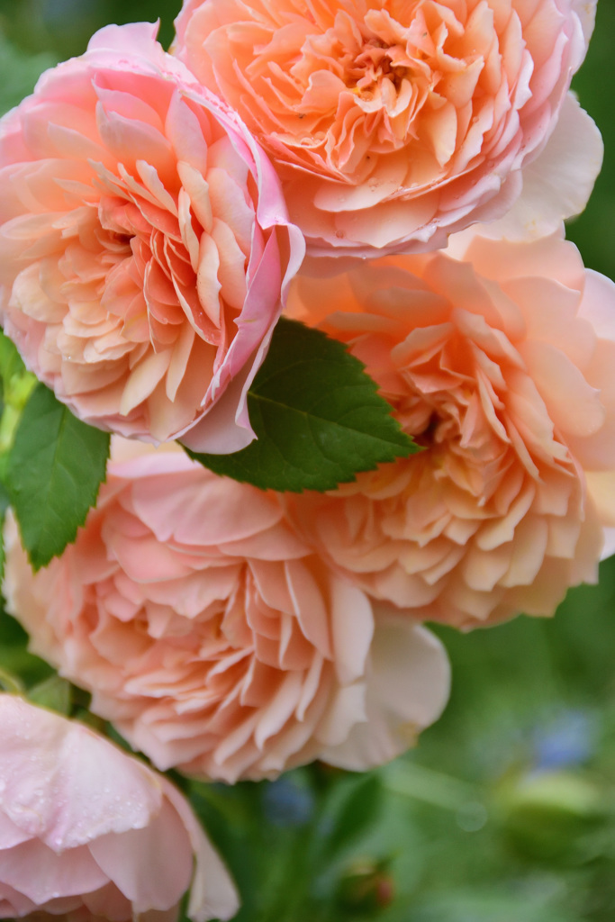 薔薇