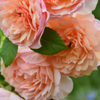 薔薇