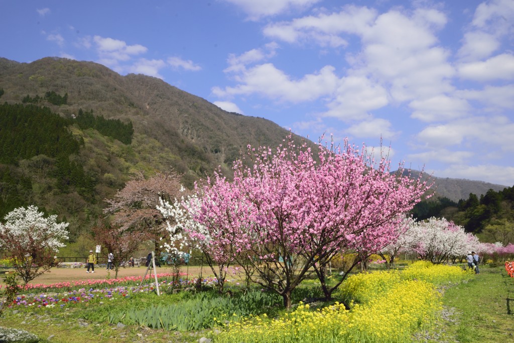 花桃とあおぞら