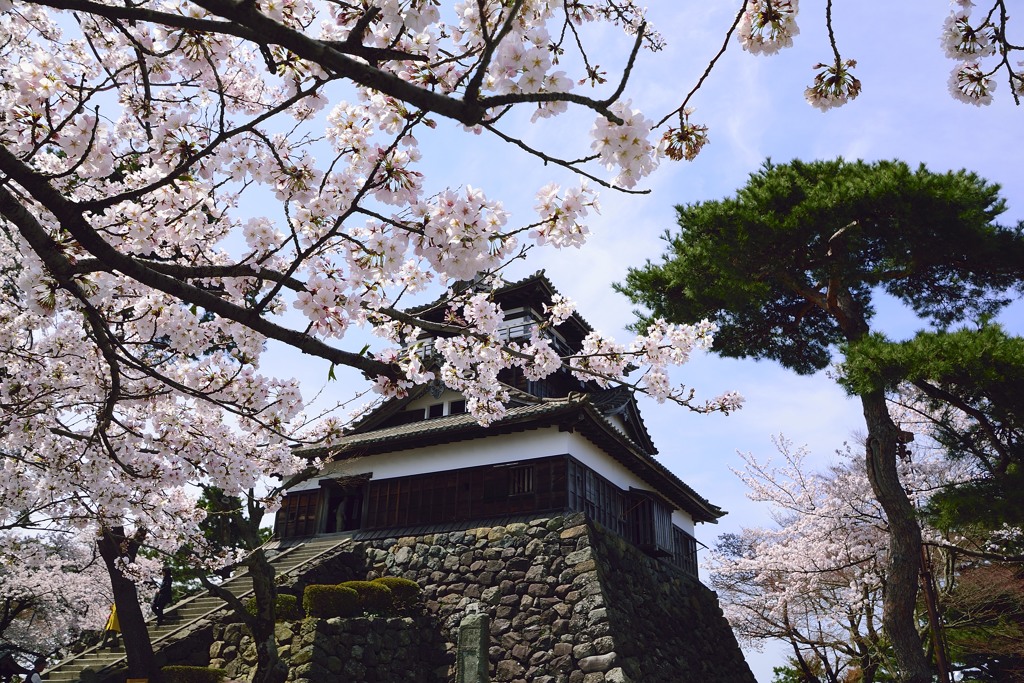 丸岡城　桜