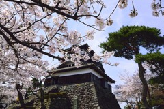 丸岡城　桜