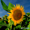 ひまわりと青空